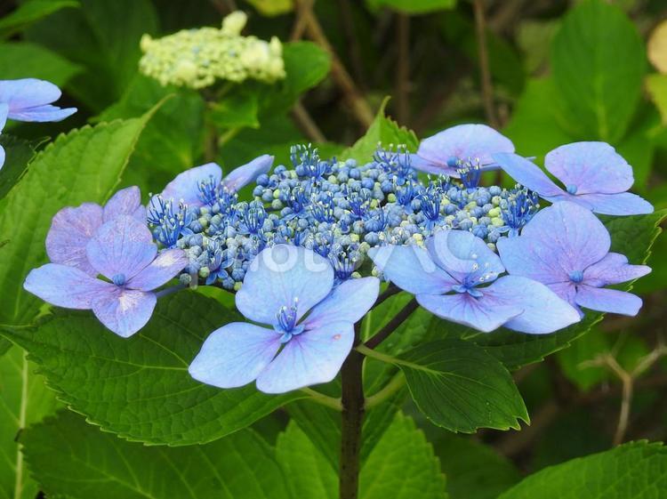 ガクアジサイの花 あじさい,アジサイ,自然の写真素材