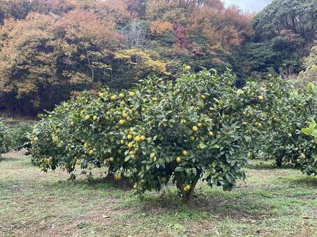 レモンの木 レモンの木,レモン畑,瀬戸内レモンの写真素材