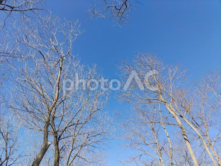 白樺の木と空 白樺の木と空,散歩,青の写真素材