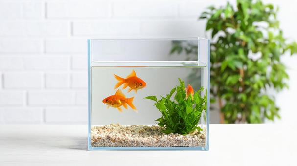 水槽 金魚3 水槽 金魚3の写真