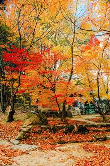 宝福寺の紅葉|縦構図 宝福寺の紅葉|縦構図 モミジ,もみじ,美しいの写真素材