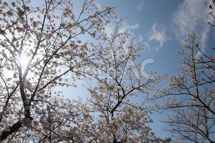 安部山公園 安部山公園,北九州市小倉南区,道路の写真素材