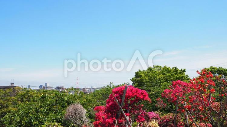なぎさ公園・ツツジ＆対岸の浦安・江戸川区 春,ツツジ,花の写真素材