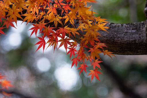 秋素材 秋素材,紅葉,もみじの写真素材
