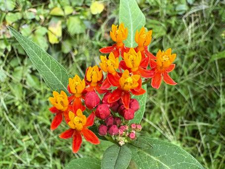 植物 トウワタ 植物 トウワタ トウワタ,植物,花の写真素材