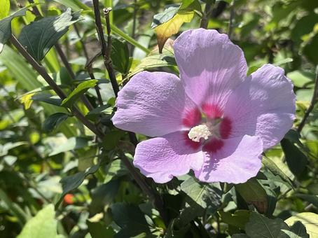 庭の芙蓉 庭の芙蓉 ピンク,花,芙蓉の写真素材