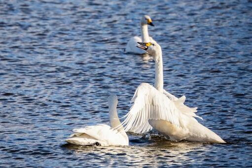 オオハクチョウ(75) 鳥,オオハクチョウ,ハクチョウの写真素材