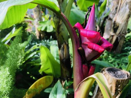 くるくると巻き込む花びら亜熱帯 くるくると巻き込む花びら亜熱帯の写真