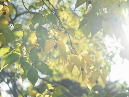 秋の日差しの写真