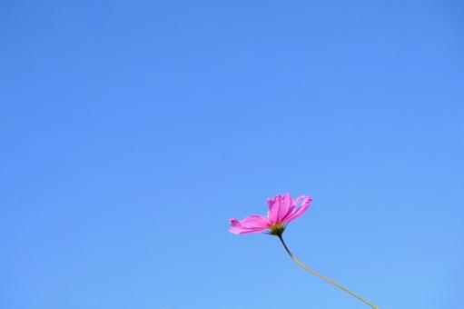 一輪と大空 コスモス,青空,一輪の写真素材