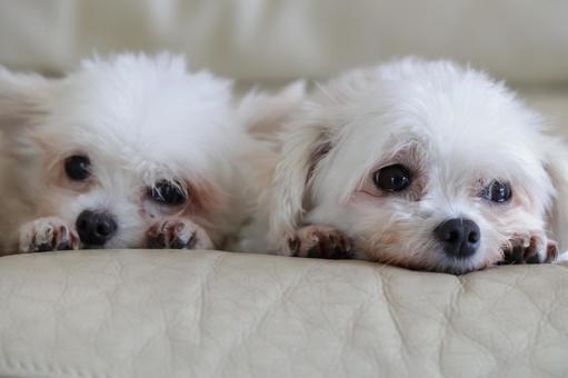 姉妹犬 姉妹犬の写真