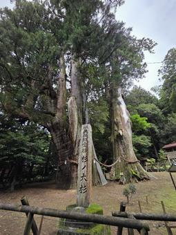 Photo, kochi prefecture, ootake-cho, fir, 