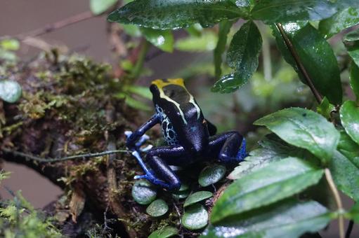 体感型カエル館 KawaZoo 体感型カエル館,kawazoo,かえるの写真素材