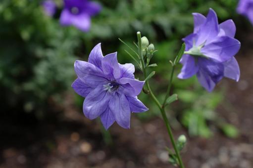Photo, campanulaceae, flower, bellflower family, 