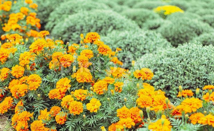 あかぼり小菊の里　マリーゴールド37 あかぼり小菊の里,マリーゴルドの花,マリーゴールドの写真素材
