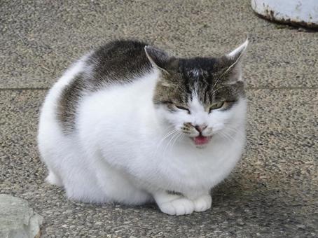 威嚇する猫 威嚇する猫の写真