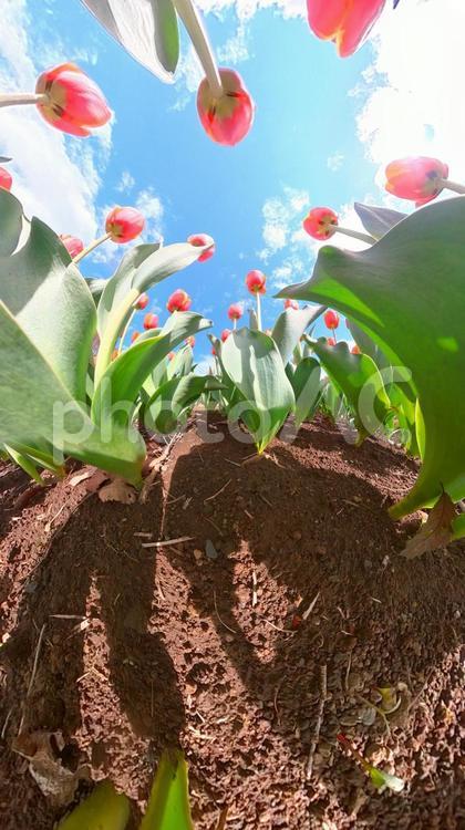 チューリップ花壇の地面から青空を見上げる チューリップ,畑,地面の写真素材