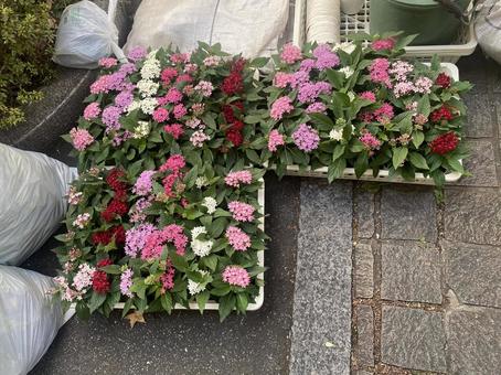 花 ガーデニングの準備 花 ガーデニングの準備 花,草花,ガーデニングの写真素材