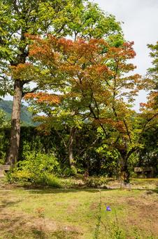 慈眼寺⑿ 慈眼寺⑿ 寺,慈眼寺,神社仏閣の写真素材