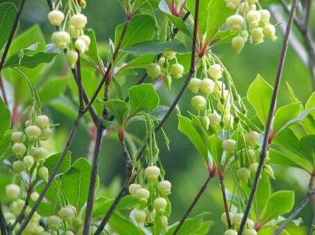 アブラツツジの花(ドウダンツツジ属) アブラツツジ,日本固有種,在来種の写真素材