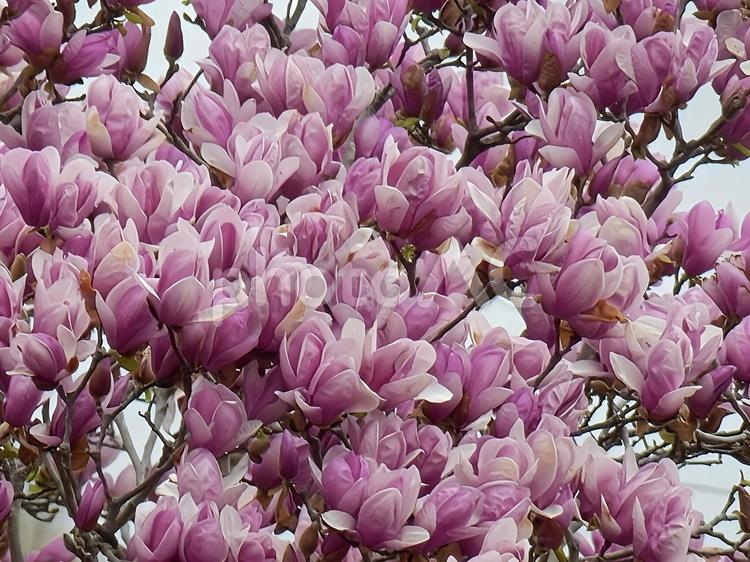 【花の写真】赤いモクレンの花 自然,風景,景色の写真素材
