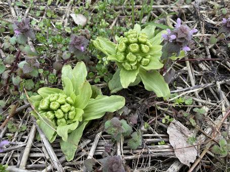 春の訪れの写真