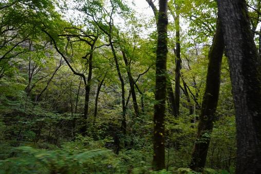 軽井沢 軽井沢 森,自然,木の写真素材