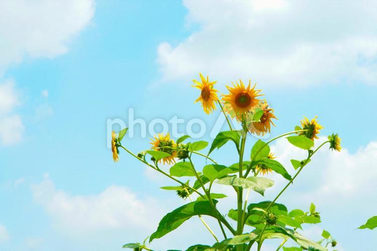 青空と夏のひまわり ひまわり,ヒマワリ,夏の写真素材