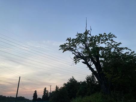 夕日と影 夕日と影 夕日,木,影の写真素材