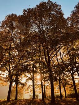 紅葉 夕暮れ 紅葉 夕暮れ の写真
