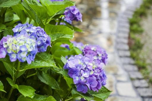 Hydrangea, JPG Hydrangea, JPG