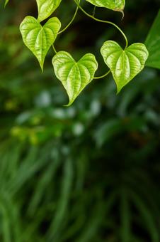 Young leaves shining in the sunlight filtering through the trees, JPG Young leaves shining in the sunlight filtering through the trees, JPG
