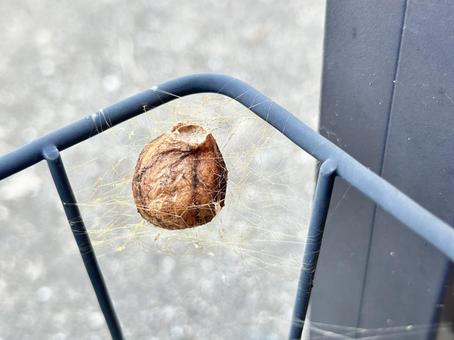 ナガコガネグモの卵嚢 卵嚢,蜘蛛,ナガコガネグモの写真素材