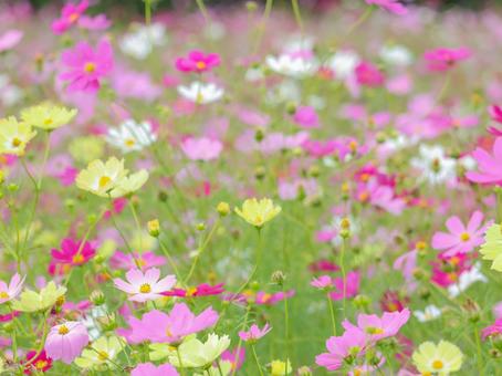 Cosmos, JPG