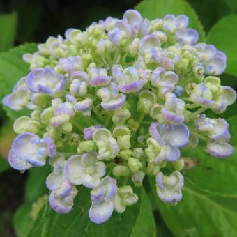 アジサイ(紫陽花) アジサイ(紫陽花)の写真