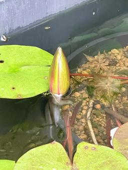 睡蓮 睡蓮の写真