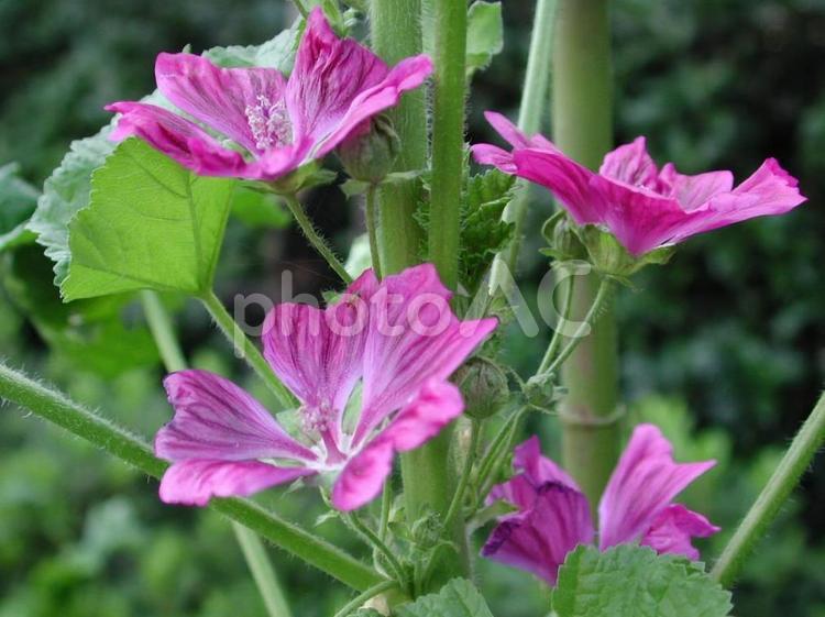 コモンマロウ　咲く風景 草花,５弁花,赤紫色の写真素材