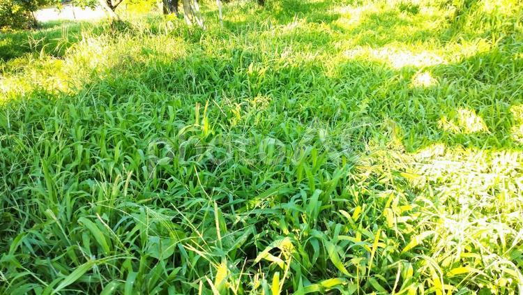 夏草が生えた野原 夏草,緑,草の写真素材