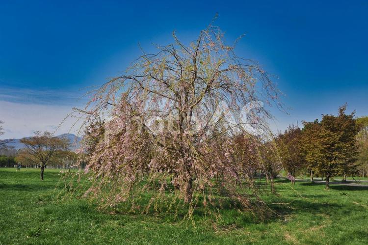 春の前田森林公園 春,前田森林公園,枝垂桜の写真素材