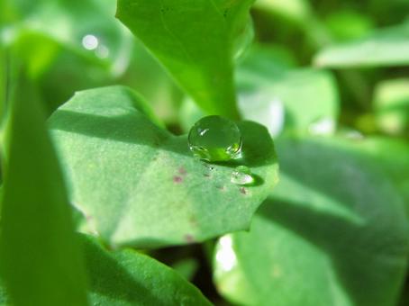 水滴と緑の葉の風景 水滴と緑の葉の風景 水滴,しずく,雨の写真素材