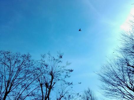 冬の晴天と鳥 冬の晴天と鳥 冬空,鳥,枯れ木の写真素材