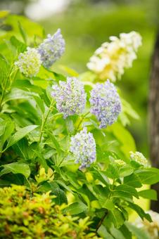 開花前の紫陽花 開花前の紫陽花の写真