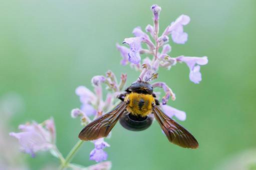 A carpenter bee on a cute purple Nepeta flower, JPG A carpenter bee on a cute purple Nepeta flower, JPG
