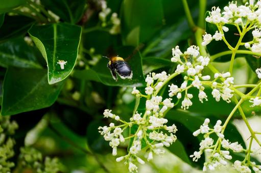 Photo, early summer, bee, bear, 