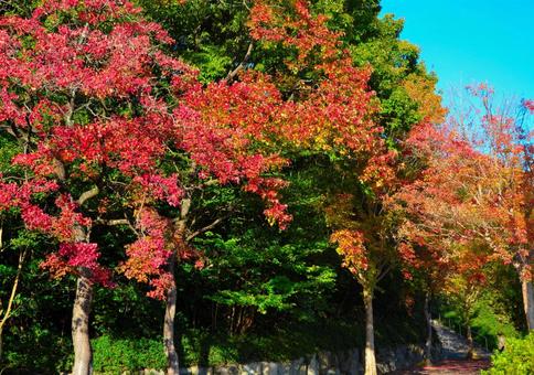 華やかな紅葉 華やかな紅葉の写真
