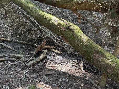 倒木 倒木,風景,樹木の写真素材