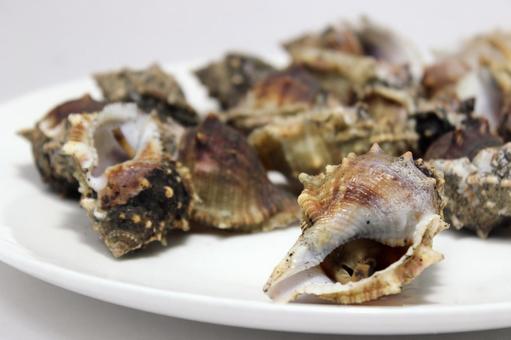 ぼら貝 貝,海産物,ぼら貝の写真素材