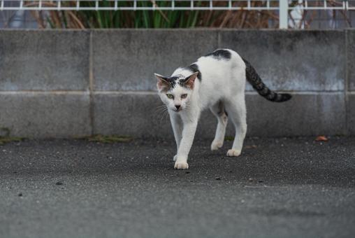 カメラに興味津々な牛柄猫 カメラに興味津々な牛柄猫 牛柄猫,cawcat,ハチワレ猫の写真素材