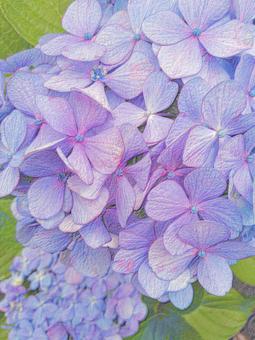 紫陽花 紫陽花の写真