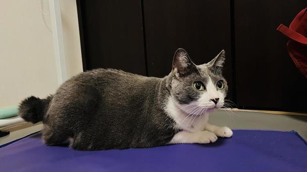 Rescue Cats, JPG Rescue Cats, JPG